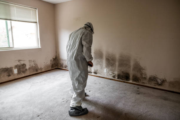 Best Professional Mold Removal  in Talpa, NM