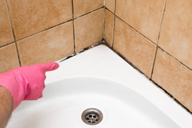 Best Mold Damage Repair  in Talpa, NM